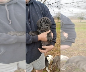 Neapolitan Mastiff Puppy for sale in EUFAULA, OK, USA