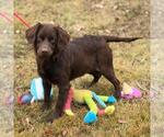 Small #1 Boykin Spaniel Mix
