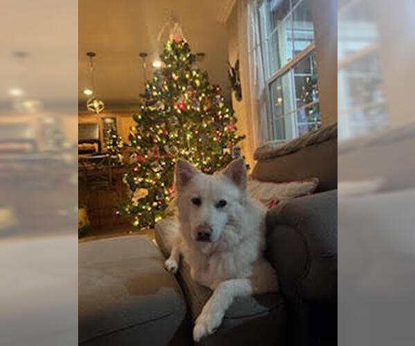 Medium Photo #3 Golden Retriever-pomeranian spitz Mix Puppy For Sale in Agoura Hills, CA, USA