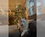 Small #2 Golden Retriever-pomeranian spitz Mix