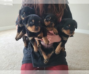Rottweiler Puppy for sale in MENIFEE, CA, USA