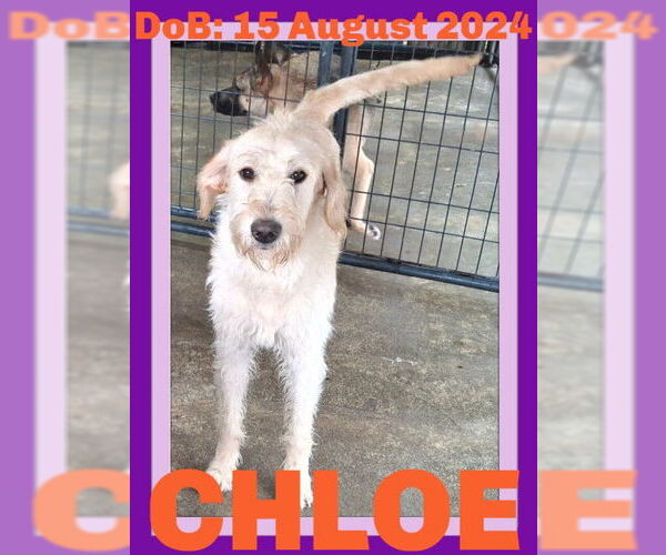 Medium Photo #11 Labradoodle Puppy For Sale in Sebec, ME, USA