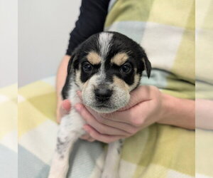 Chihuahua Dogs for adoption in Chico, CA, USA