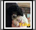 Small Photo #3 Poodle (Standard) Puppy For Sale in LAKEVILLE, IN, USA