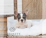 Small #3 French Bulldog