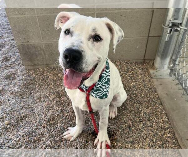 Medium Photo #5 Dalmatian-Labrador Retriever Mix Puppy For Sale in Chandler, AZ, USA