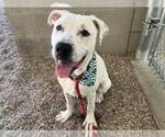 Small #4 Dalmatian-Labrador Retriever Mix