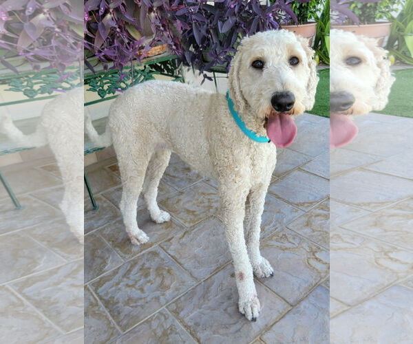 Medium Photo #4 Goldendoodle Puppy For Sale in Glendale , AZ, USA