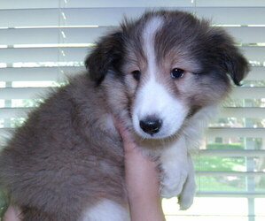 Shetland Sheepdog Puppy for sale in DALLAS, TX, USA