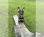 Small #6 German Shepherd Dog Mix