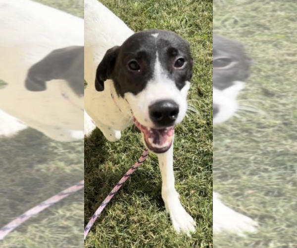 Medium Photo #1 Mutt Puppy For Sale in Thomasville, NC, USA