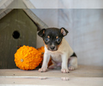 Puppy Blake Fox Terrier (Toy)