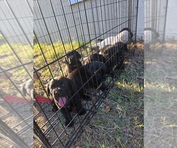 Medium Photo #9 Labrador Retriever Puppy For Sale in TAMPA, FL, USA