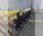 Small #8 Labrador Retriever