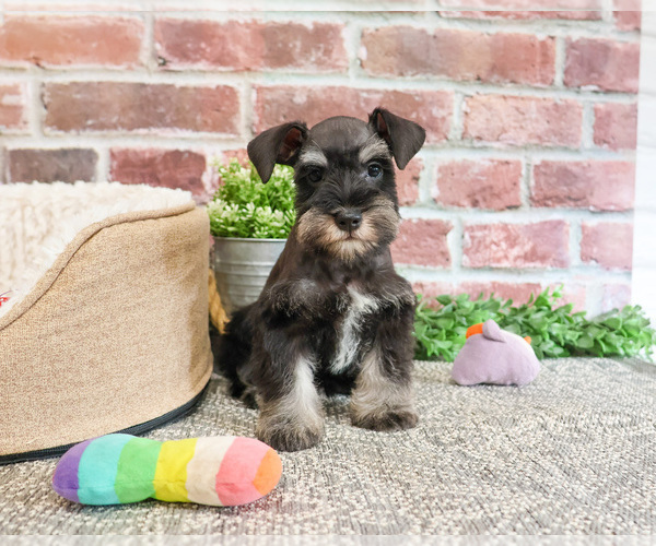 Medium Photo #5 Schnauzer (Miniature) Puppy For Sale in SYRACUSE, IN, USA