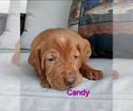 Puppy Candy Vizsla