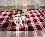 Small Photo #2 Dalmatian Puppy For Sale in VINEMONT, AL, USA