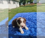 Small #1 Miniature American Shepherd