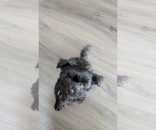 Medium Photo #2 Havashire-Mal-Shi Mix Puppy For Sale in FLEMING ISLAND, FL, USA