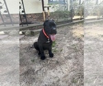 Small Photo #3 Cane Corso Puppy For Sale in FAIRBURN, GA, USA