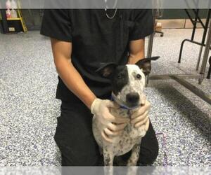 Mutt Dogs for adoption in Riverside, CA, USA