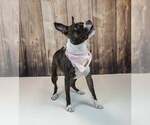 Small #1 Bull-Boxer