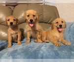 Small Photo #2 Golden Retriever Puppy For Sale in PARIS, TX, USA
