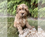 Small #2 Cockapoo