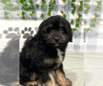 Small Photo #1 Aussiedoodle Miniature  Puppy For Sale in MARIETTA, GA, USA
