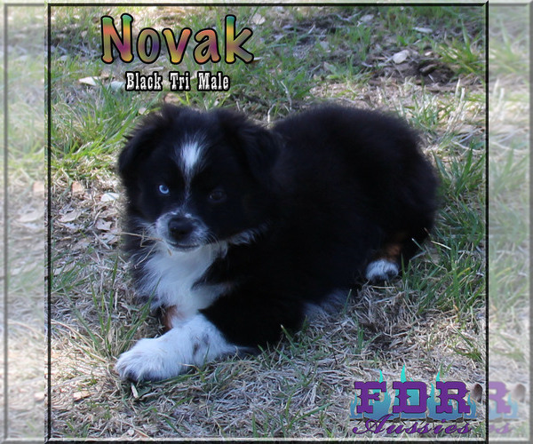 Medium Photo #3 Miniature Australian Shepherd Puppy For Sale in FORESTBURG, TX, USA