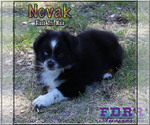 Small Photo #3 Miniature Australian Shepherd Puppy For Sale in FORESTBURG, TX, USA