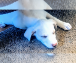 Small #2 Labrador Retriever Mix