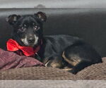 Small Dachshund Mix