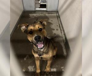 German Shepherd Dog Dogs for adoption in Stockton, CA, USA