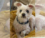 Small #1 Mutt
