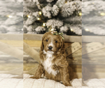 Puppy Puppy 5 Goldendoodle