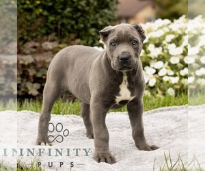 Cane Corso Puppy for sale in HONEY BROOK, PA, USA