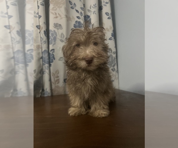 Medium Photo #34 Havanese Puppy For Sale in DURHAM, CT, USA
