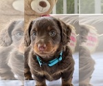Small Photo #1 Dachshund Puppy For Sale in ZEBULON, NC, USA