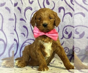 Goldendoodle Puppy for sale in LANCASTER, PA, USA
