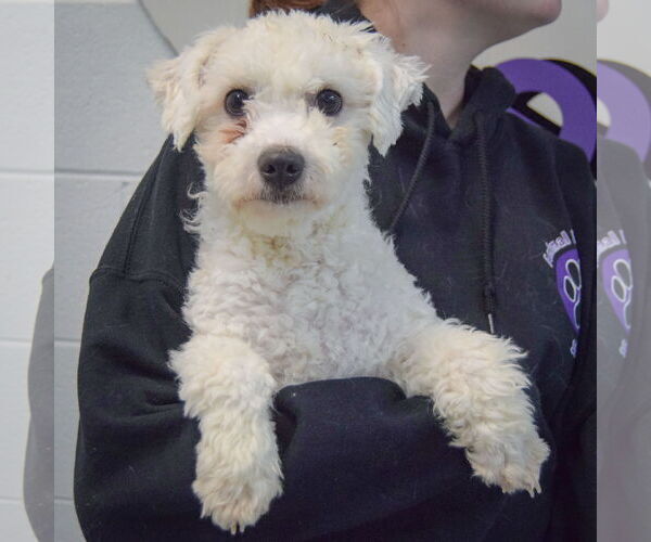 Medium Photo #3 Bichon Frise-Unknown Mix Puppy For Sale in Huntley, IL, USA
