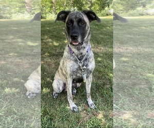 American Pit Bull Terrier-American Staffordshire Terrier Mix Dogs for adoption in Duluth, MN, USA