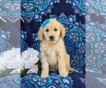 Small #3 Golden Retriever