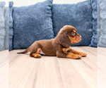 Small #2 Beaglier