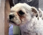Small #4 Maltese Mix