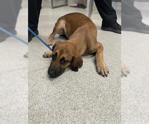 Carolina Dog-Labrador Retriever Mix Dogs for adoption in Tallahassee, FL, USA