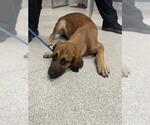 Small Carolina Dog-Labrador Retriever Mix