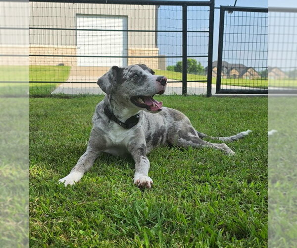 Medium Photo #1 Catahoula Leopard Dog-Unknown Mix Puppy For Sale in McKinney, TX, USA