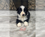 Puppy Girl 3 Australian Shepherd