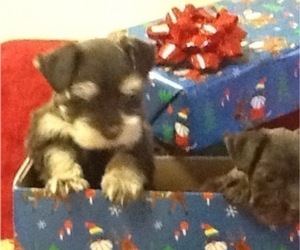 Schnauzer (Miniature) Puppy for sale in COLONIAL HEIGHTS, TN, USA